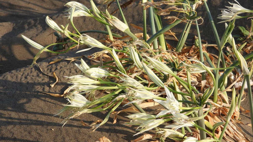 Kumsallarda bulunuyor adeta ocak söndürüyor! Bu çiçeğe dikkat: Koparan 244 bin 315 TL öder - Resim: 4