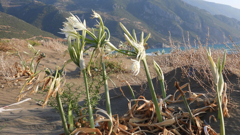 Kumsallarda bulunuyor adeta ocak söndürüyor! Bu çiçeğe dikkat: Koparan 244 bin 315 TL öder - Resim: 1