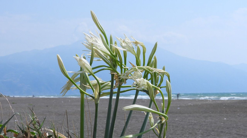 Kumsallarda bulunuyor adeta ocak söndürüyor! Bu çiçeğe dikkat: Koparan 244 bin 315 TL öder - Resim: 2