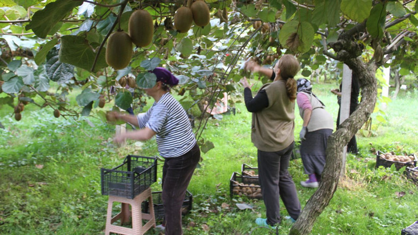 Başta herkes hobi olarak ekti, şimdi yüzler gülüyor! Yıllık getirisi tam tamına 100 milyon TL - Resim: 1