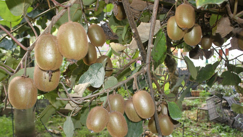 Başta herkes hobi olarak ekti, şimdi yüzler gülüyor! Yıllık getirisi tam tamına 100 milyon TL - Resim: 3