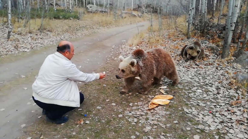 Koca boz ayıyı ağzıyla besledi o anlar böyle görüntülendi - Resim: 4
