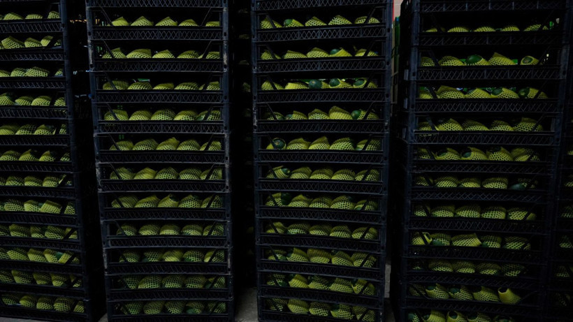 Kilogramı 5 dolar! Türk avokadosu Rusya'da yok satıyor! - Resim: 4