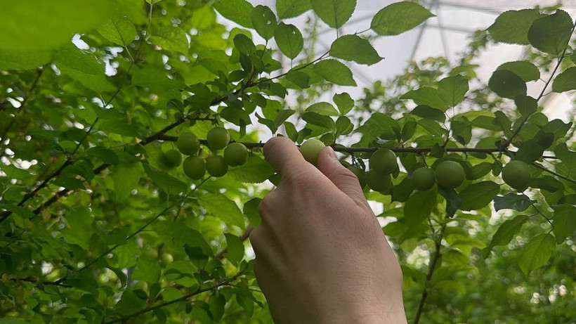 Fiyatı çeyrek altınla yarışıyor, Arap şeyhleri kilolarca sipariş veriyor! "Duyunca soluğu burada aldım" - Resim: 1