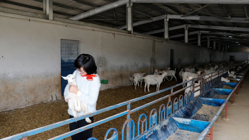 Kore'den geldi, Kocaeli'ye yerleşti, keçi çiftliği kurdu! - Resim: 3