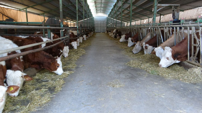 Öğretmenlik hayalini bıraktı çiftlik kurdu! - Resim: 2