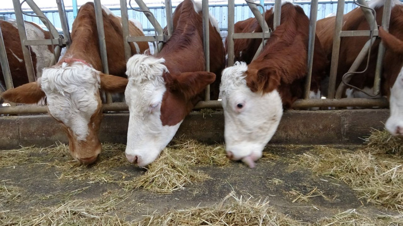 Öğretmenlik hayalini bıraktı çiftlik kurdu! - Resim: 3
