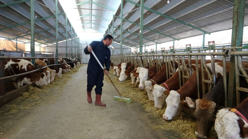 Öğretmenlik hayalini bıraktı çiftlik kurdu! - Resim: 4