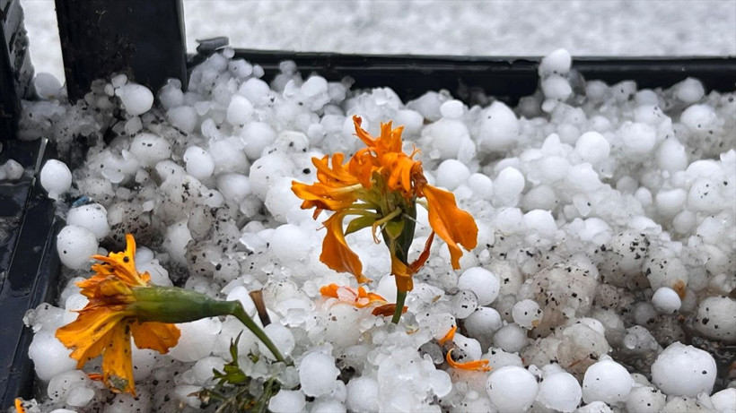 Kars'ta ceviz büyüklüğünde dolu yağdı, vatandaşlar zor anlar yaşadı - Resim: 2