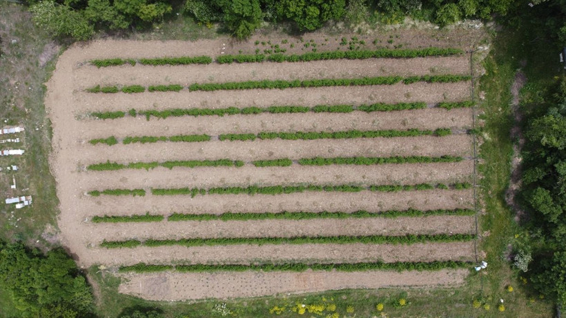 İşini bırakıp köyüne döndü, şimdi paraya para demiyor! "Satışla ilgili sorunumuz yok" - Resim: 3