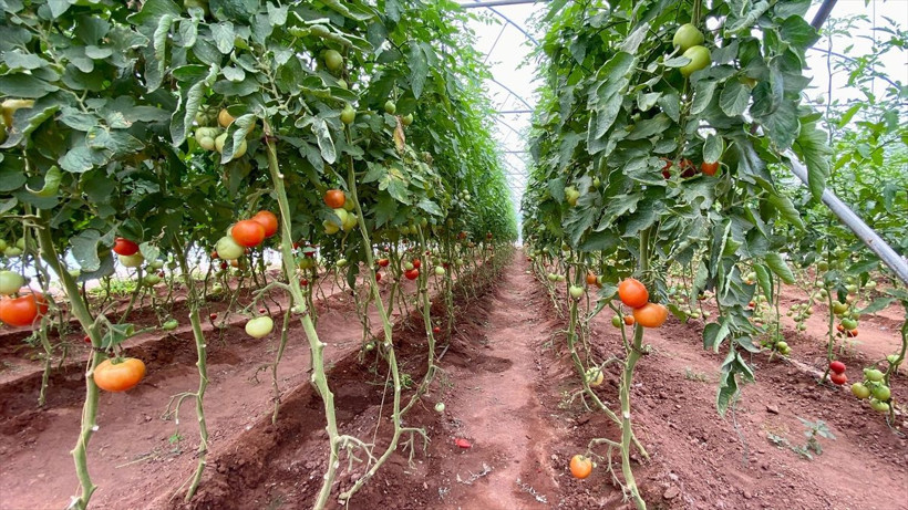 Emekli oldu arazisine serayı kurdu geliri de yüksek iş arayanlara tavsiye etti - Resim: 1