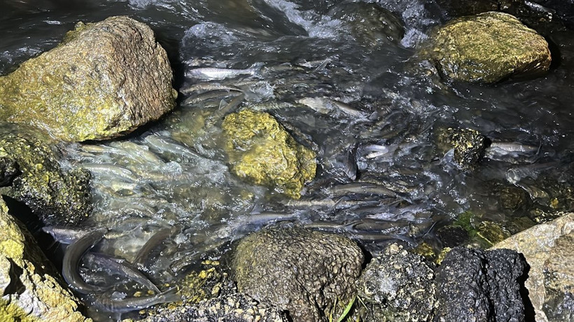 İnci kefalleri göçmeye başlayınca jandarma ve emniyet 24 saat nöbete başladı - Resim: 2