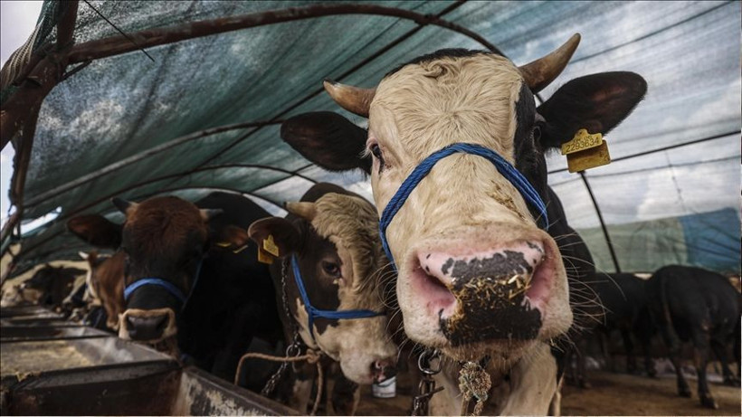 Taksitle ve banka kredisiyle kurbanlık alınır mı? Bunu yapanın kestiği kurban kabul olmaz - Resim: 2