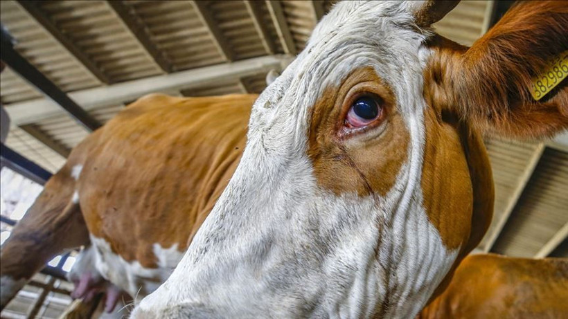 Taksitle ve banka kredisiyle kurbanlık alınır mı? Bunu yapanın kestiği kurban kabul olmaz - Resim: 3