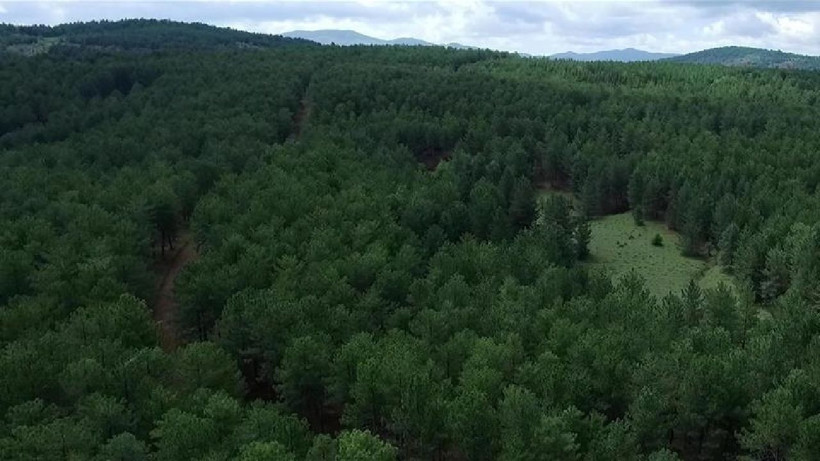 Türkiye'nin orman varlığı yarım asırda 3,2 milyon hektar büyüdü - Resim: 3