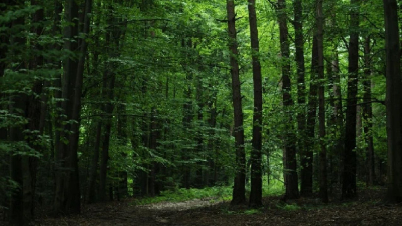 Türkiye'nin orman varlığı yarım asırda 3,2 milyon hektar büyüdü - Resim: 4