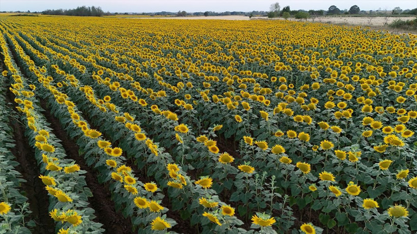 Kırklareli'nde görsel şölen! "Gündöndü" tarlaları doğa tutkunlarını mest etti... - Resim: 1