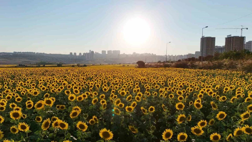 Kırklareli'nde görsel şölen! "Gündöndü" tarlaları doğa tutkunlarını mest etti... - Resim: 3