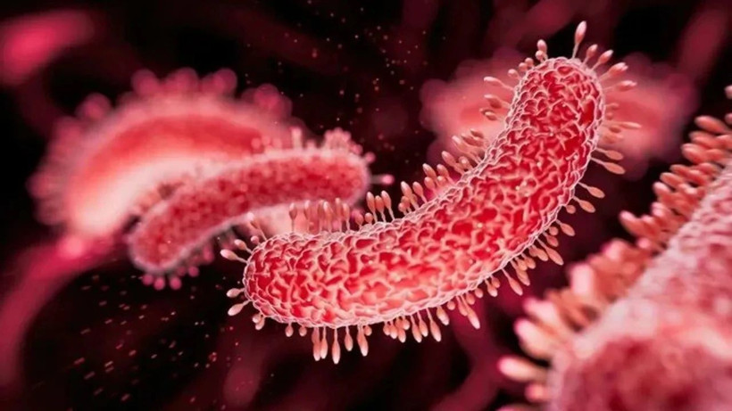 Avrupa'da görülmüştü! Vibrio bakterisi Türkiye'de de ortaya çıktı... - Resim: 1