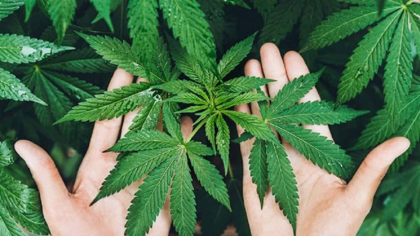 Artık doktorlar kenevir yazacak! Kimler kenevir alabilecek uyuşturucu değil... - Resim: 2