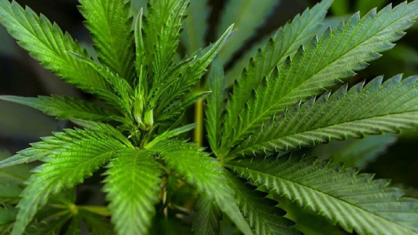 Artık doktorlar kenevir yazacak! Kimler kenevir alabilecek uyuşturucu değil... - Resim: 4