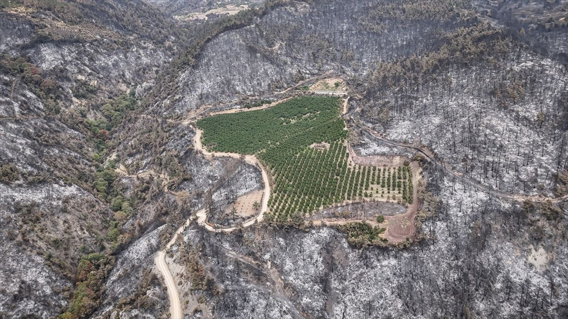 Bursa'daki orman yangınında şaşkına çeviren görüntü! Etrafı küle döndü sadece orası yanmadı! - Resim: 2