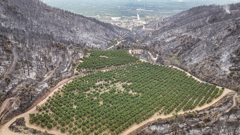 Bursa'daki orman yangınında şaşkına çeviren görüntü! Etrafı küle döndü sadece orası yanmadı! - Resim: 3