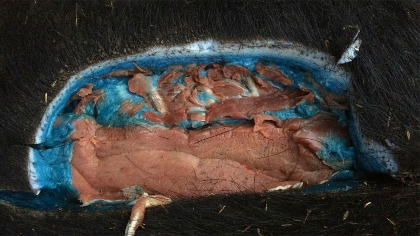 Mavi etli domuzlar türedi! Domuzun içini kesen avcılar irkildi alarm verildi - Resim: 2