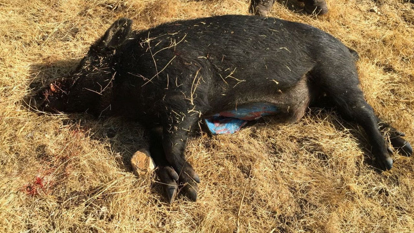 Mavi etli domuzlar türedi! Domuzun içini kesen avcılar irkildi alarm verildi - Resim: 1