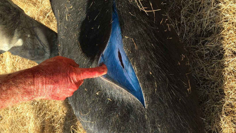 Mavi etli domuzlar türedi! Domuzun içini kesen avcılar irkildi alarm verildi - Resim: 4