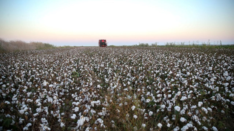 Beyaz altın olarak biliniyor! Adana'da büyük kazanç sağlayan pamuk hasadı başladı... - Resim: 1