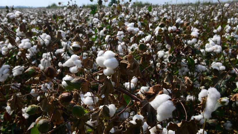 Beyaz altın olarak biliniyor! Adana'da büyük kazanç sağlayan pamuk hasadı başladı... - Resim: 3