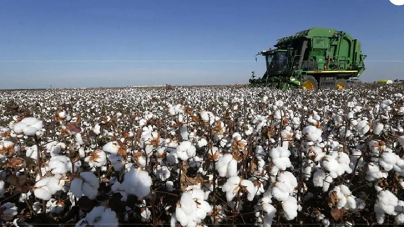 Beyaz altın olarak biliniyor! Adana'da büyük kazanç sağlayan pamuk hasadı başladı... - Resim: 2