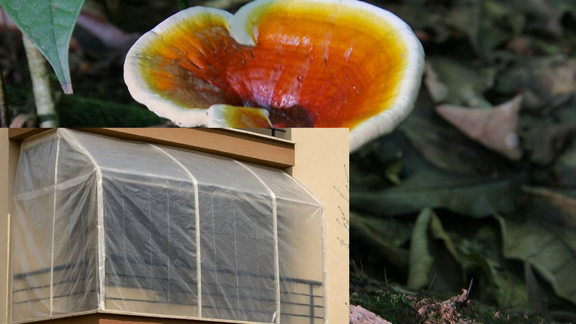 Balkonuna ölümsüzlük mantarı ekti! Bir yılda küçük bir servet kazandı - Resim: 3