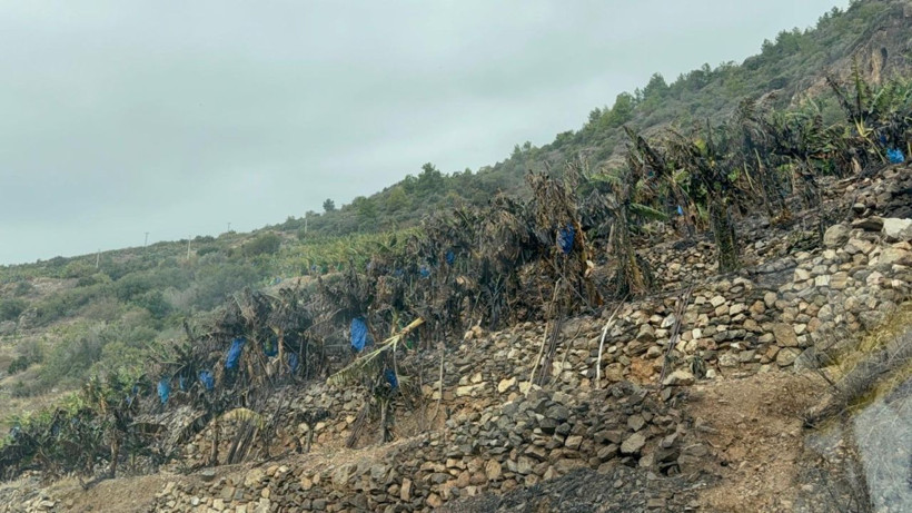 Antalya'da yangın! Muz bahçesinde çıkan yangın söndürüldü - Resim: 4
