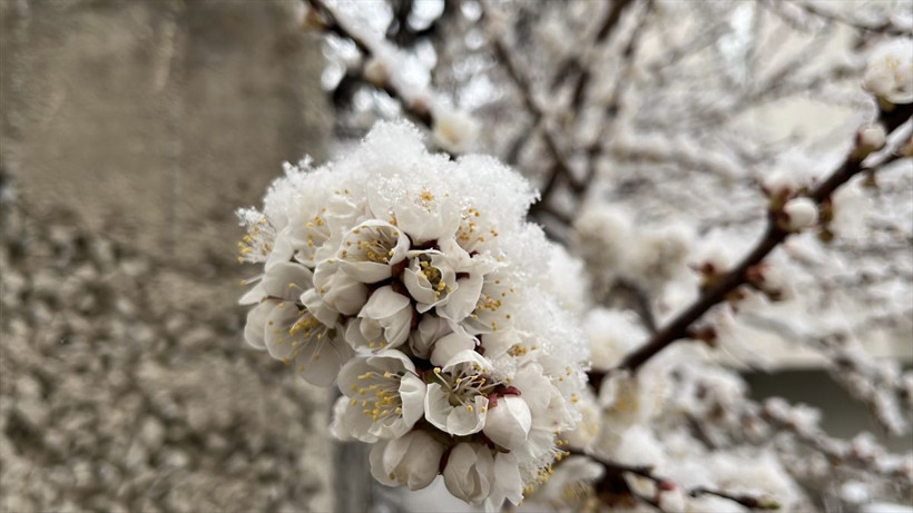 Ankara'ya sürpriz kar yağışı! İstanbul bahara giriyor 20 derece sıcaklık - Resim: 1