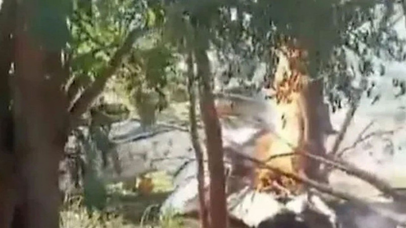 Gökyüzünden dolar yağdı, halk birbirini ezdi! 5 milyon dolarlık uçak kazası ortalığı karıştırdı - Resim: 1