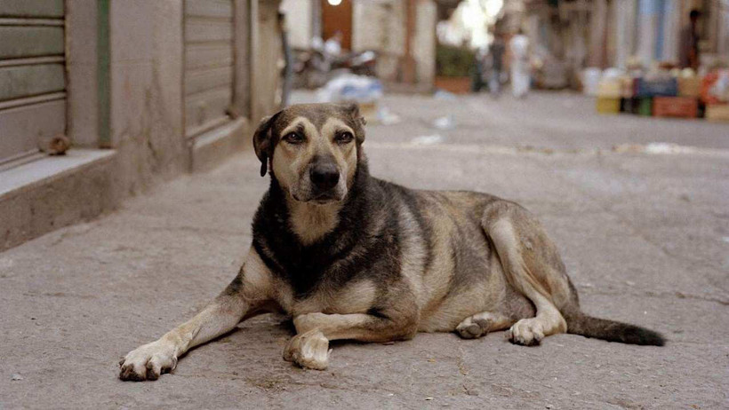 Sahipsiz hayvanlar için 81 ilde yeni dönem! Müfettişler sahaya iniyor - Resim: 0