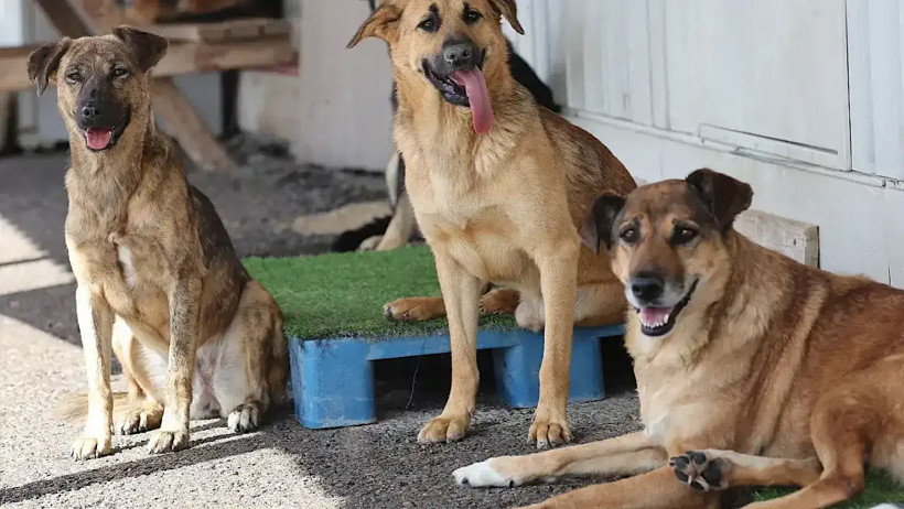 Sahipsiz hayvanlar için 81 ilde yeni dönem! Müfettişler sahaya iniyor - Resim: 1