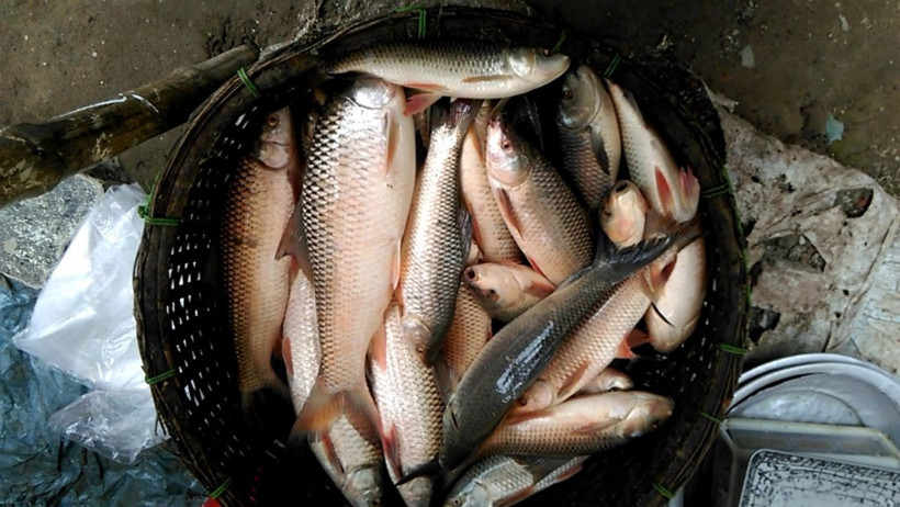 Bu balıkları kılçıkları ile yiyin - Resim: 2