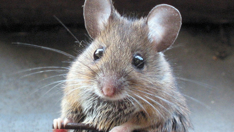 Ne olduğu anlaşılamayan canlı şaşırttı! Gördüklerine inanamadılar! - Resim: 3