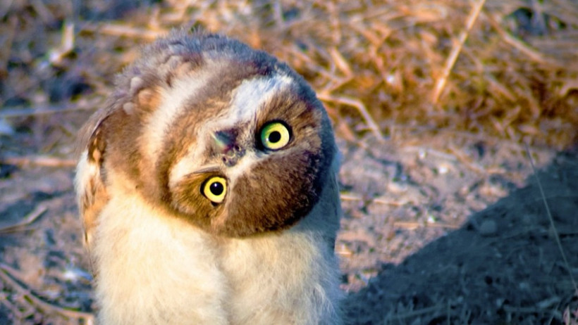 Baykuşların sonunu Harry Potter serisi getirecek! - Resim: 2