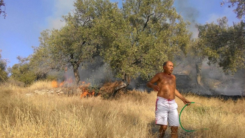 İzmir'de 30 dönümlük zeytinlik alan kül oldu - Resim: 1