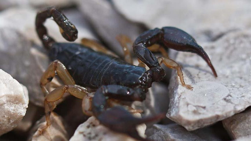 İnternetten satılıyor! Şaşkına çevirdi - Resim: 2