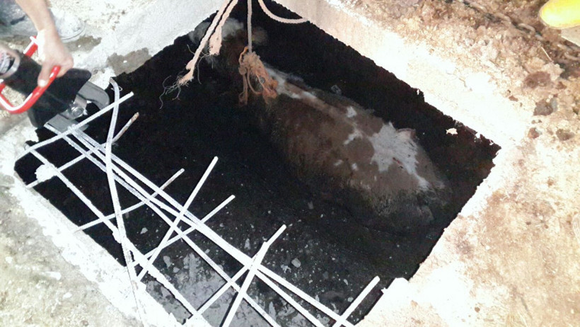 Foseptik çukuruna düşen hamile inek kurtarıldı - Resim: 1