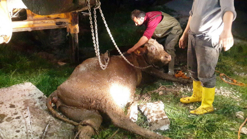 Foseptik çukuruna düşen hamile inek kurtarıldı - Resim: 3