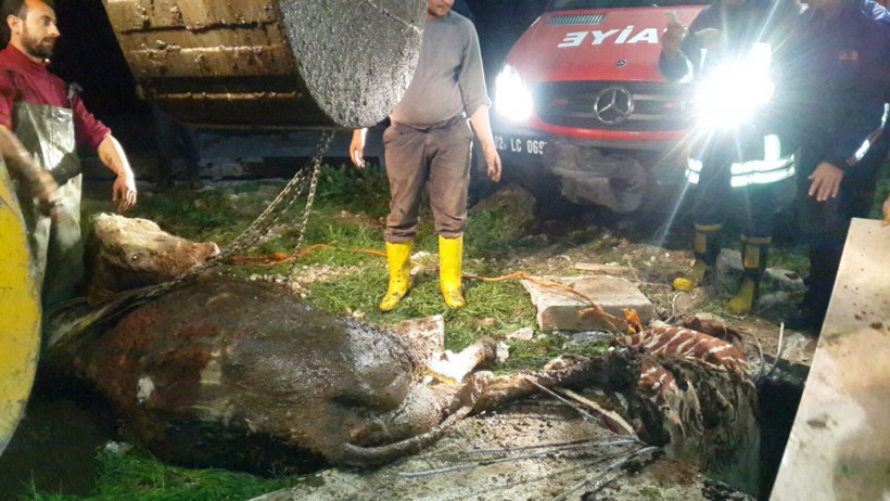 Foseptik çukuruna düşen hamile inek kurtarıldı - Resim: 4