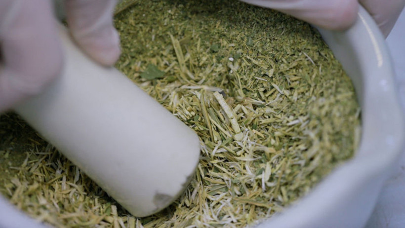 Kanserin çaresi Türkiye'ye has bu bitkide mi? - Resim: 1