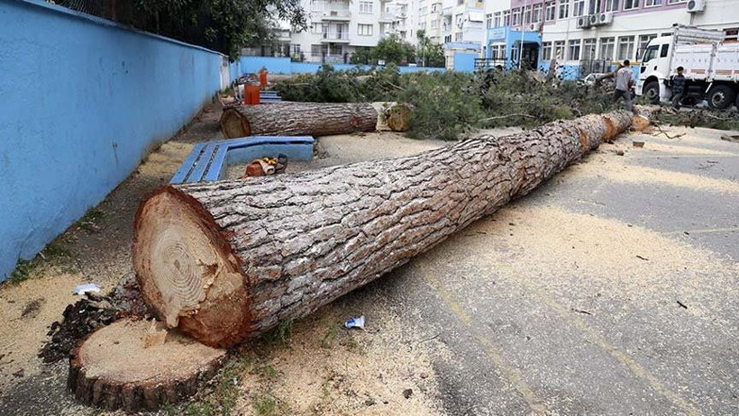 65 yıllık ağaçlar 'alerji yapıyor' diye kesildi - Resim: 3