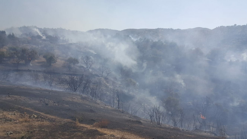 Yenipazar'da 30 dekar zeytinlik alan kül oldu - Resim: 2